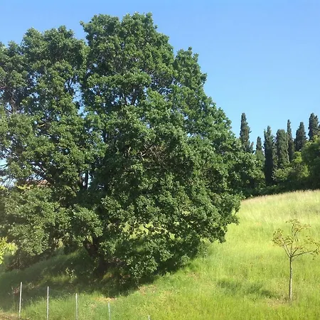 Smile Fiorano Modenese