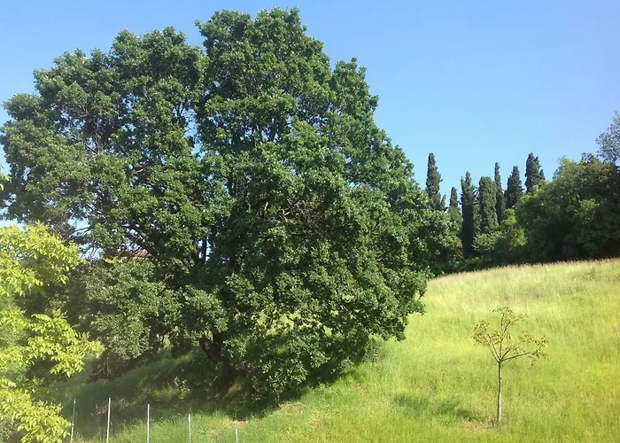 Smile Fiorano Modenese