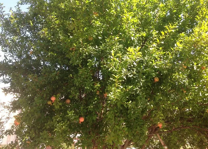 Bed & Breakfast Smile 3*