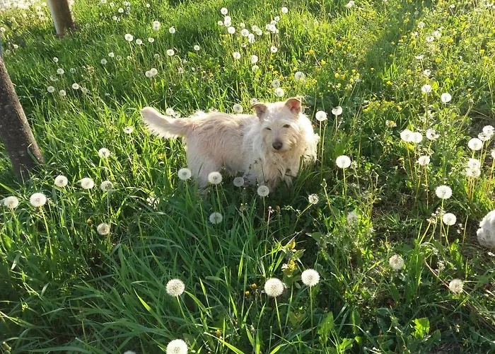 Smile Bed and Breakfast